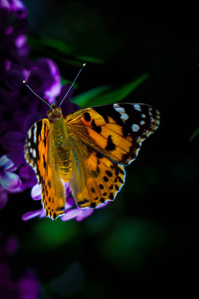 uçuşan renkler